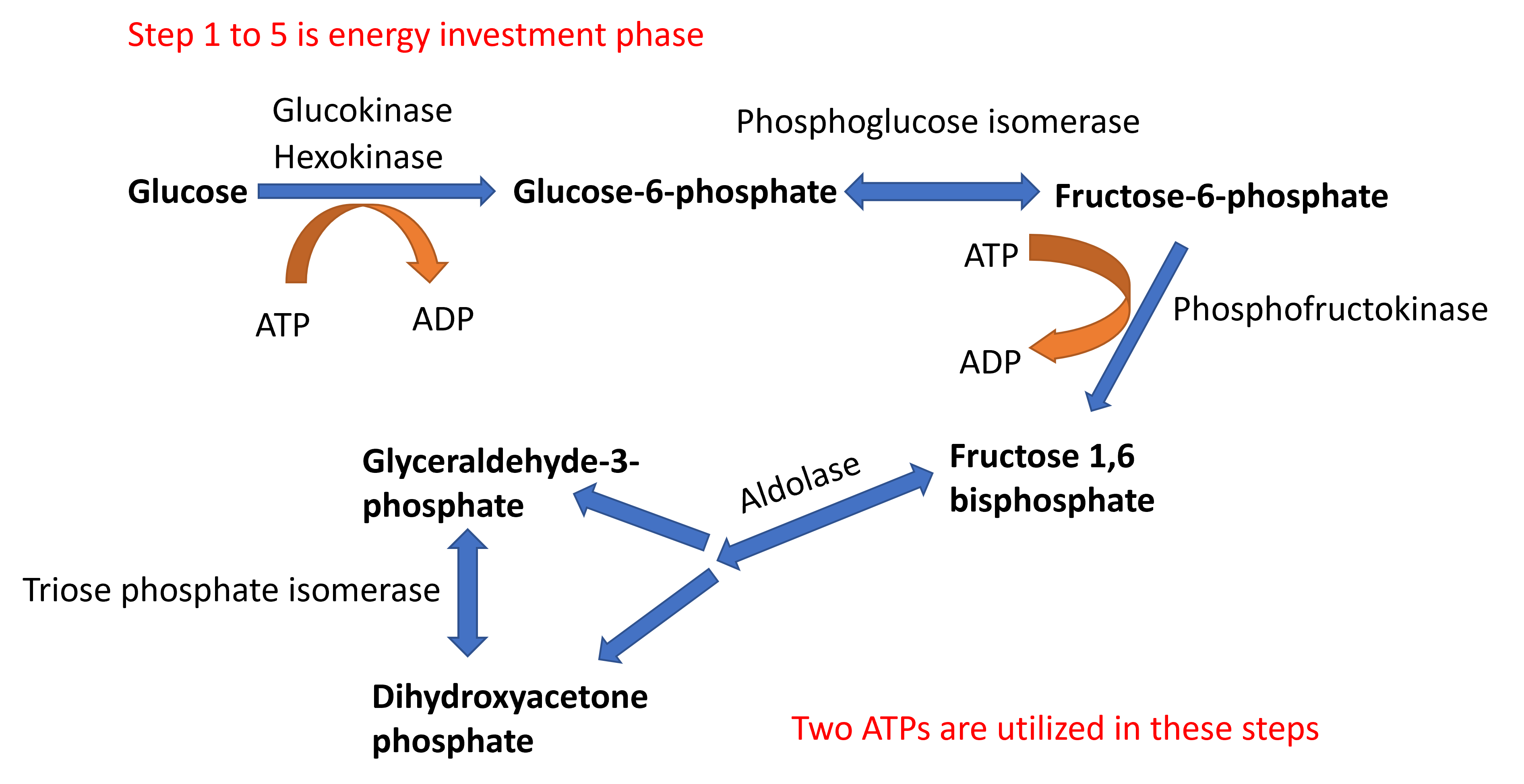 Glycolysis phase 1