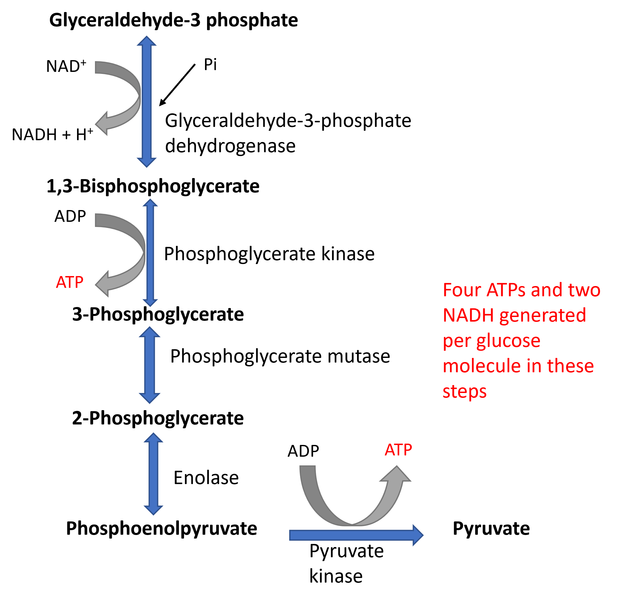 Glycolysis phase 2