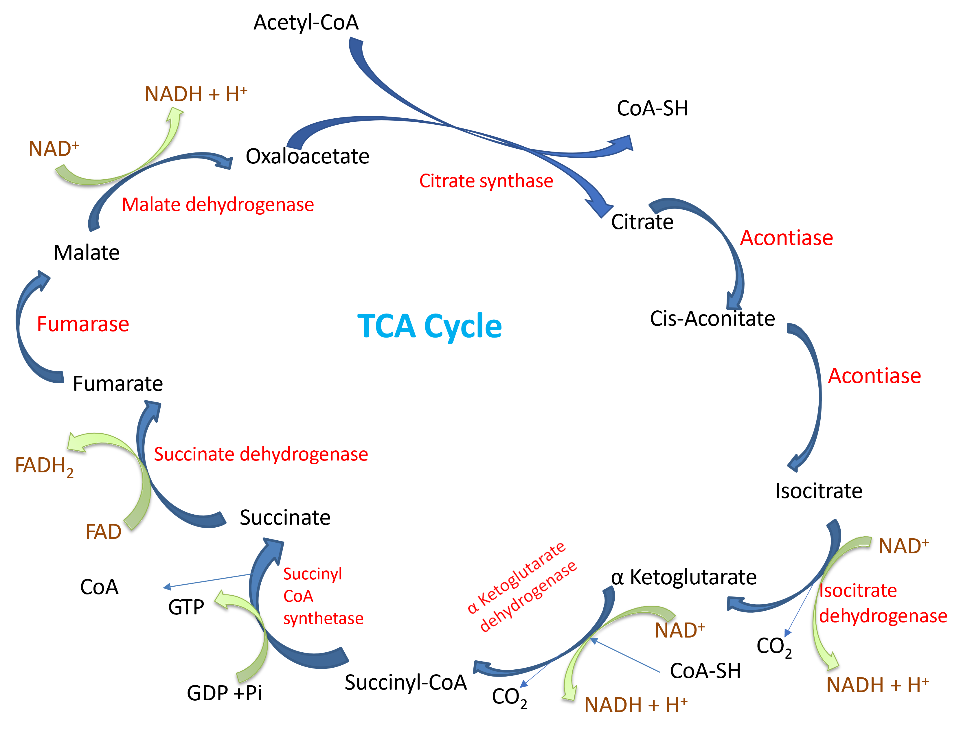 TCA cyle